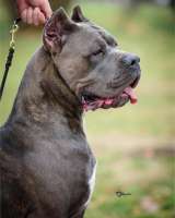 Кане Корсо Щенки