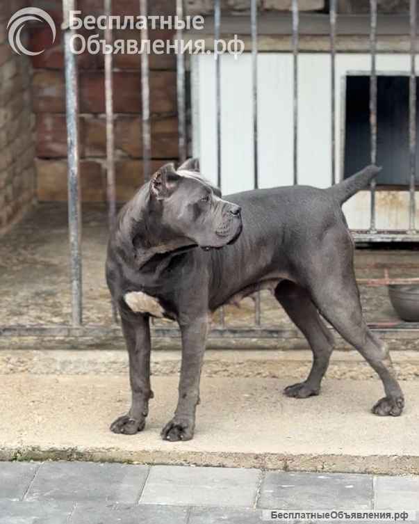 Кане Корсо Щенки