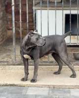 Кане Корсо Щенки