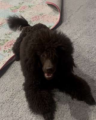 Щенок миниатюрного коричневого пуделя