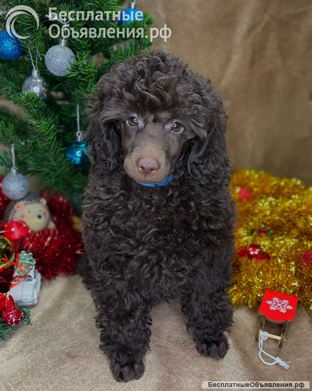 Щенок миниатюрного коричневого пуделя