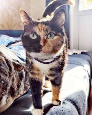 Шикарная красотка трехцветная Мотя очень ждет своих хозяев