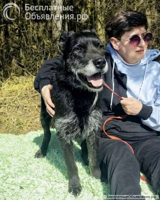 Багги сдали в приют как ненужную вещь при переезде