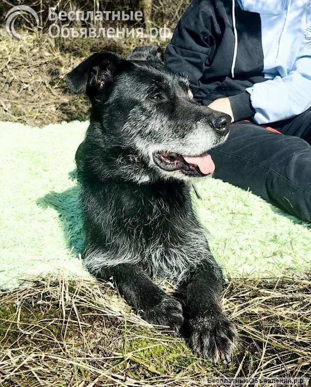 Багги сдали в приют как ненужную вещь при переезде