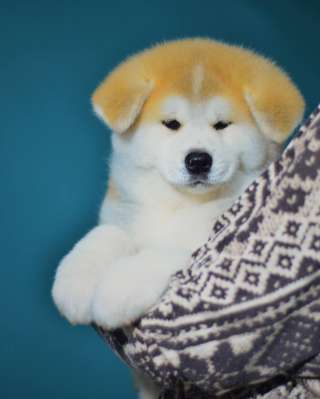 Акита щенки РКФ