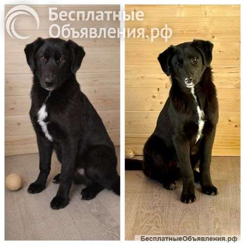 Ричард и Сеня, добрые, умные, контактные щенки-подростки ищут дом