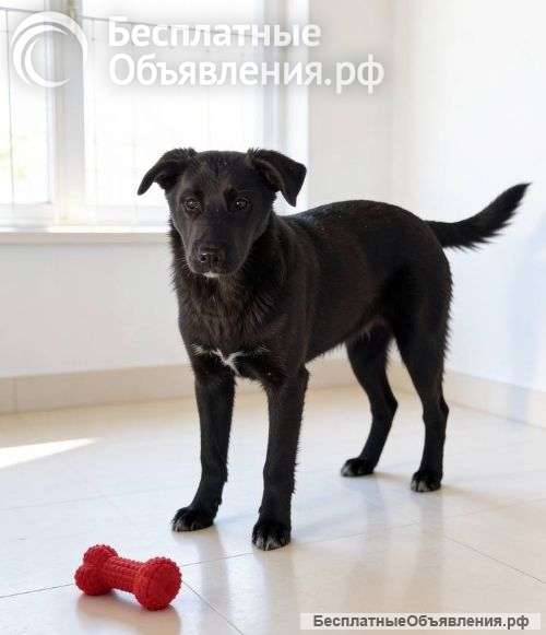 Ричард и Сеня, добрые, умные, контактные щенки-подростки ищут дом