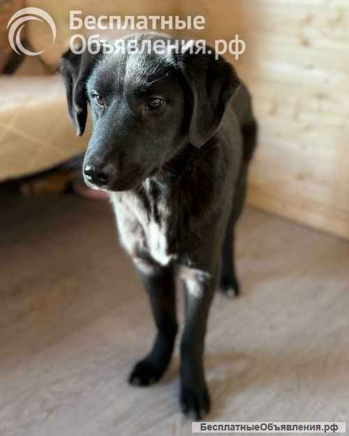 Ричард и Сеня, добрые, умные, контактные щенки-подростки ищут дом