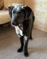 Ричард и Сеня, добрые, умные, контактные щенки-подростки ищут дом