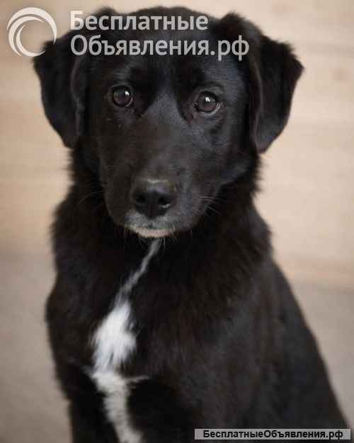 Ричард и Сеня, добрые, умные, контактные щенки-подростки ищут дом