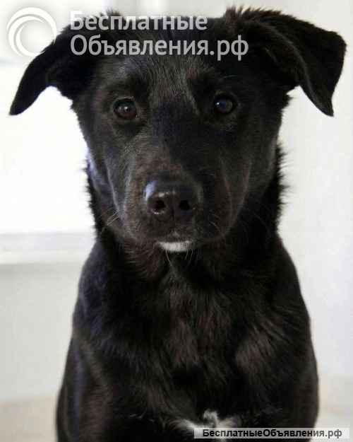 Ричард и Сеня, добрые, умные, контактные щенки-подростки ищут дом