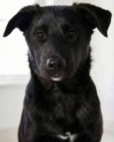 Ричард и Сеня, добрые, умные, контактные щенки-подростки ищут дом