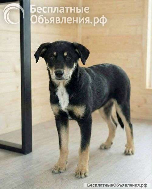 Хороший щенок-подросток Степа ищет дом