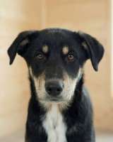 Хороший щенок-подросток Степа ищет дом