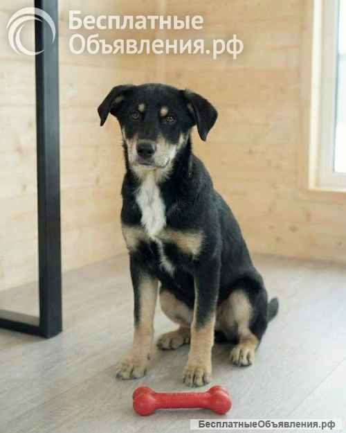 Хороший щенок-подросток Степа ищет дом
