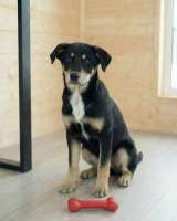 Хороший щенок-подросток Степа ищет дом