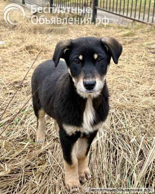 Хороший щенок-подросток Степа ищет дом