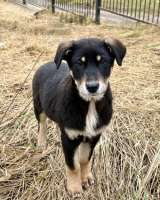 Хороший щенок-подросток Степа ищет дом