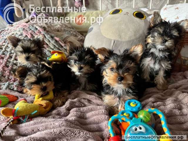 Йоркширский терьер мини, есть доставка