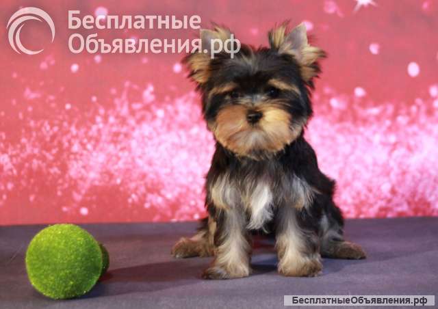 Йоркширский терьер мини, есть доставка