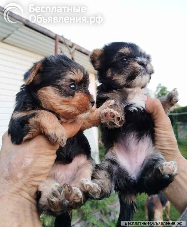 Йоркширский терьер мини, есть доставка