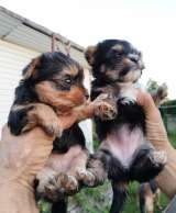 Йоркширский терьер мини, есть доставка