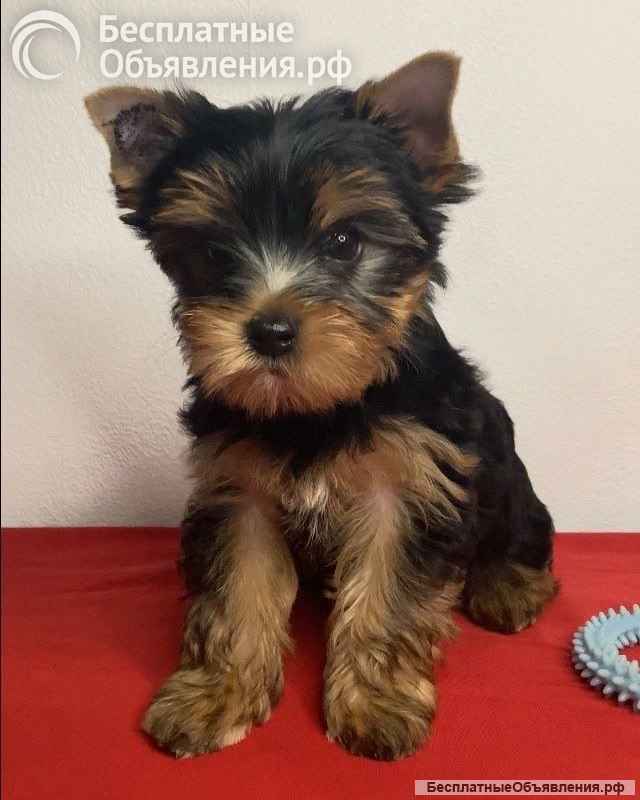 Йоркширский терьер мини, есть доставка