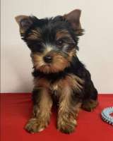Йоркширский терьер мини, есть доставка