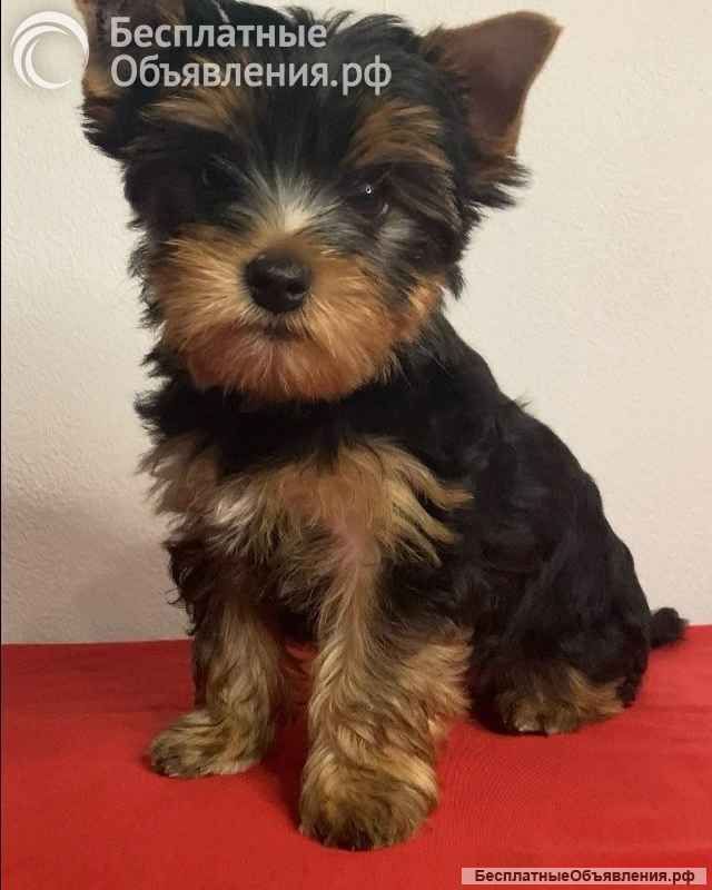 Йоркширский терьер мини, есть доставка