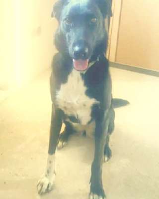 Отдам прекрасную собаку, 3 года, девочка, стерилизована