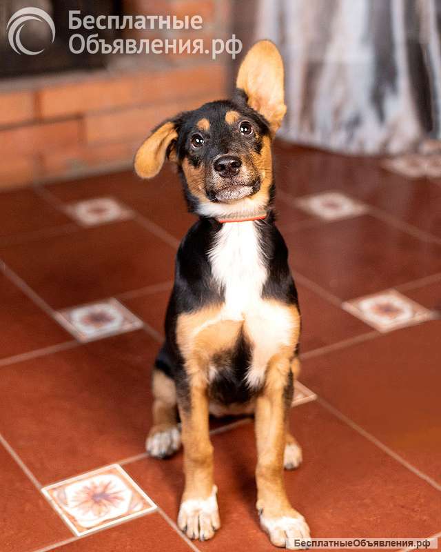 Милейшая обаяшка девочка-щенок Люси ищет дом