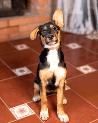 Милейшая обаяшка девочка-щенок Люси ищет дом