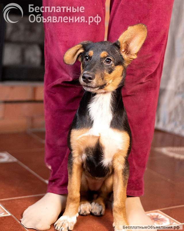 Милейшая обаяшка девочка-щенок Люси ищет дом