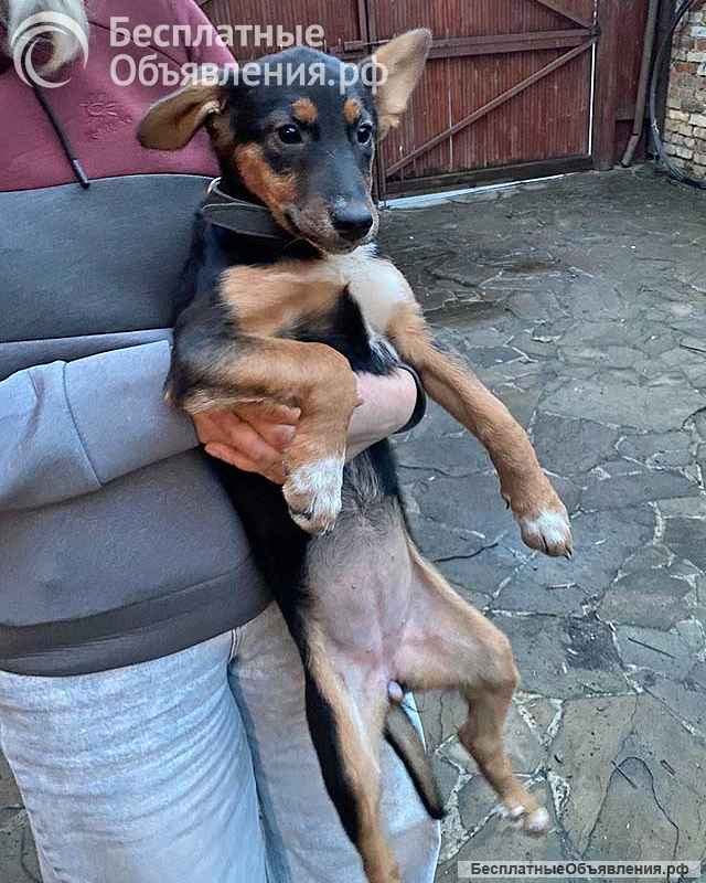 Милейшая обаяшка девочка-щенок Люси ищет дом