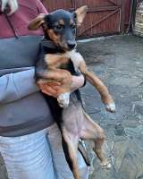 Милейшая обаяшка девочка-щенок Люси ищет дом