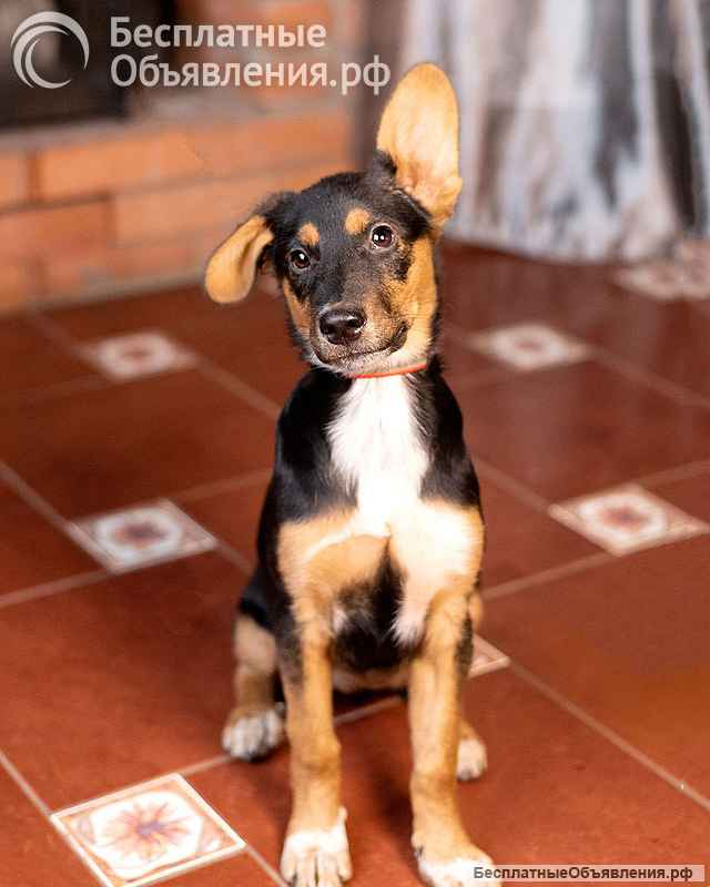 Милейшая обаяшка девочка-щенок Люси ищет дом