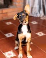 Милейшая обаяшка девочка-щенок Люси ищет дом