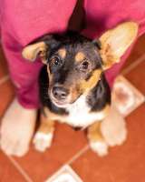 Милейшая обаяшка девочка-щенок Люси ищет дом