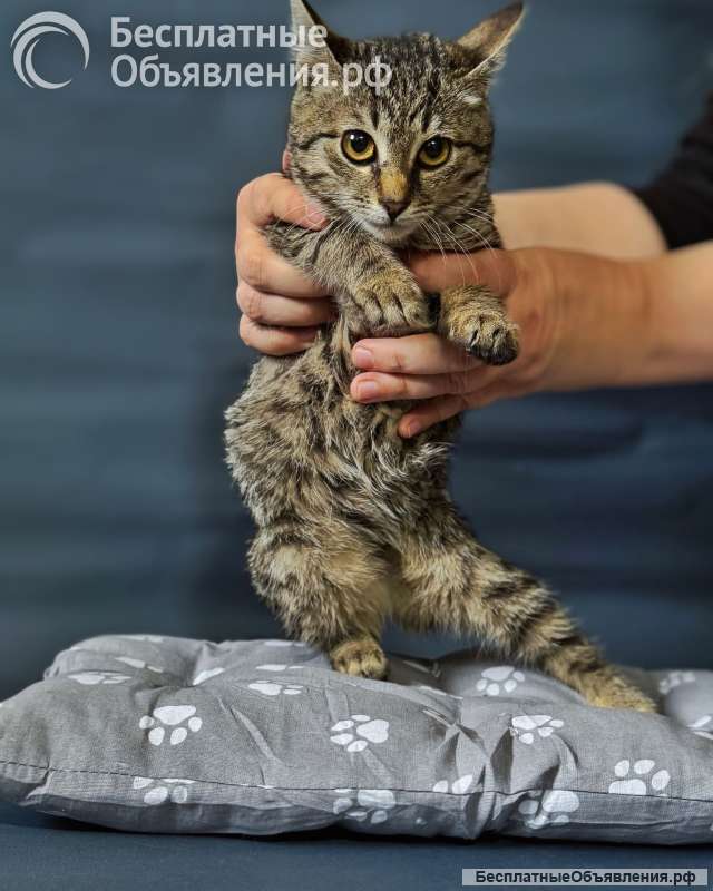 Очаровательные котята Ночь и Ириска в дар