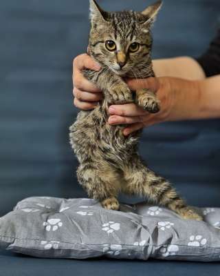 Очаровательные котята Ночь и Ириска в дар