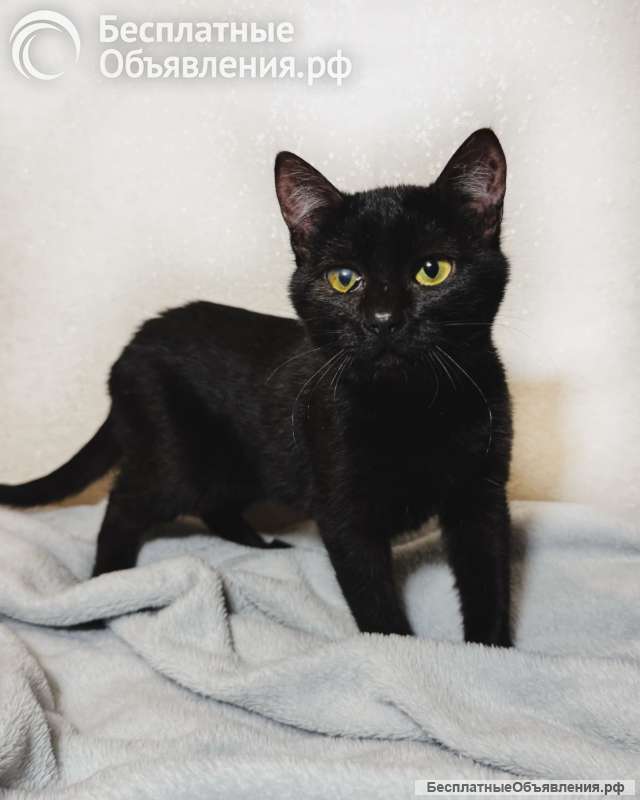 Очаровательные котята Ночь и Ириска в дар