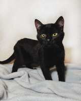 Очаровательные котята Ночь и Ириска в дар