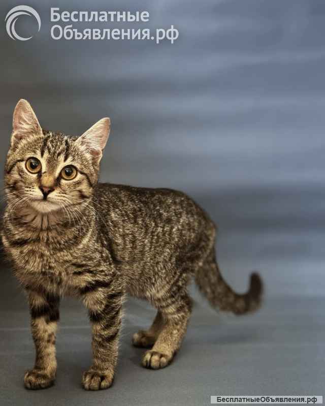 Очаровательные котята Ночь и Ириска в дар