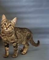 Очаровательные котята Ночь и Ириска в дар