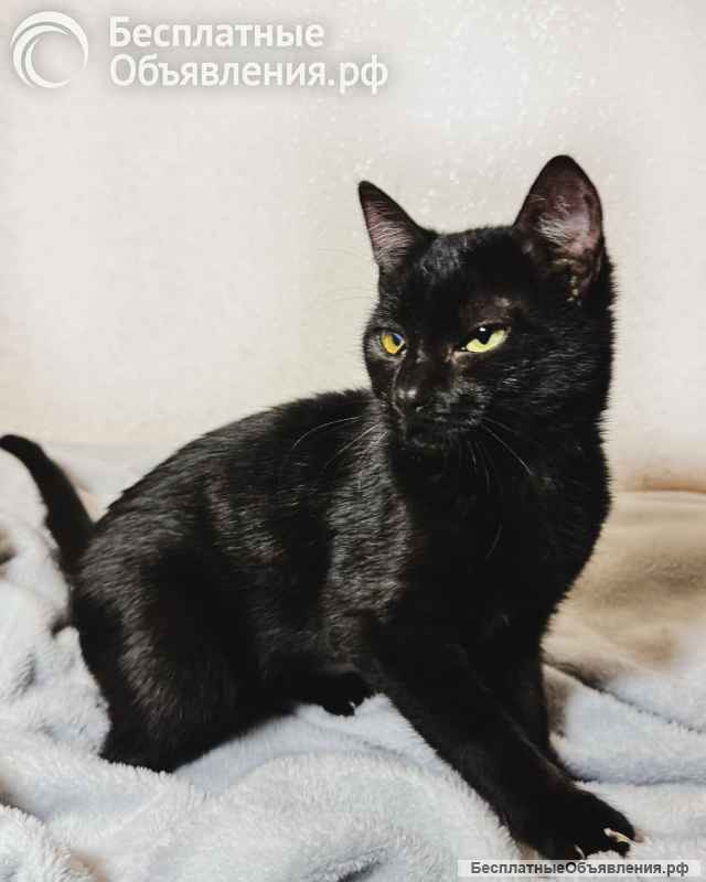 Очаровательные котята Ночь и Ириска в дар