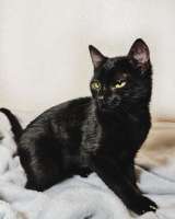 Очаровательные котята Ночь и Ириска в дар