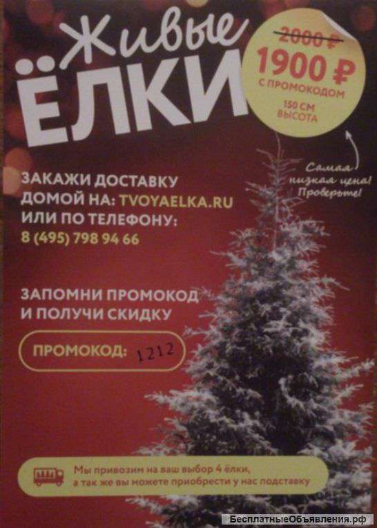 Живые ёлки