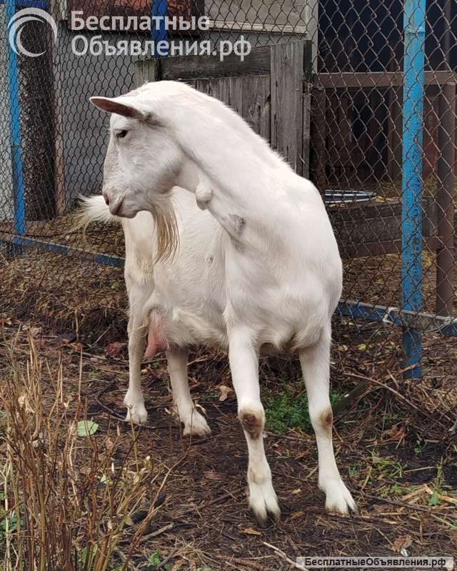 Козлята и козочки