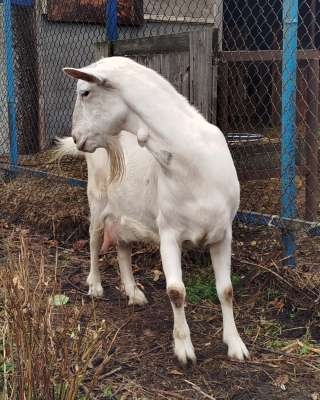 Козлята и козочки