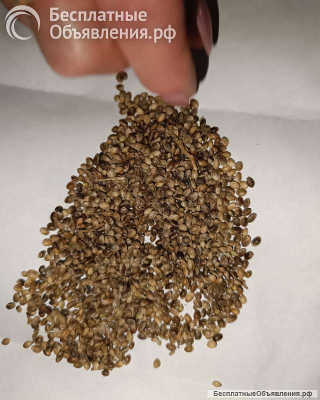 Семена конопли технической